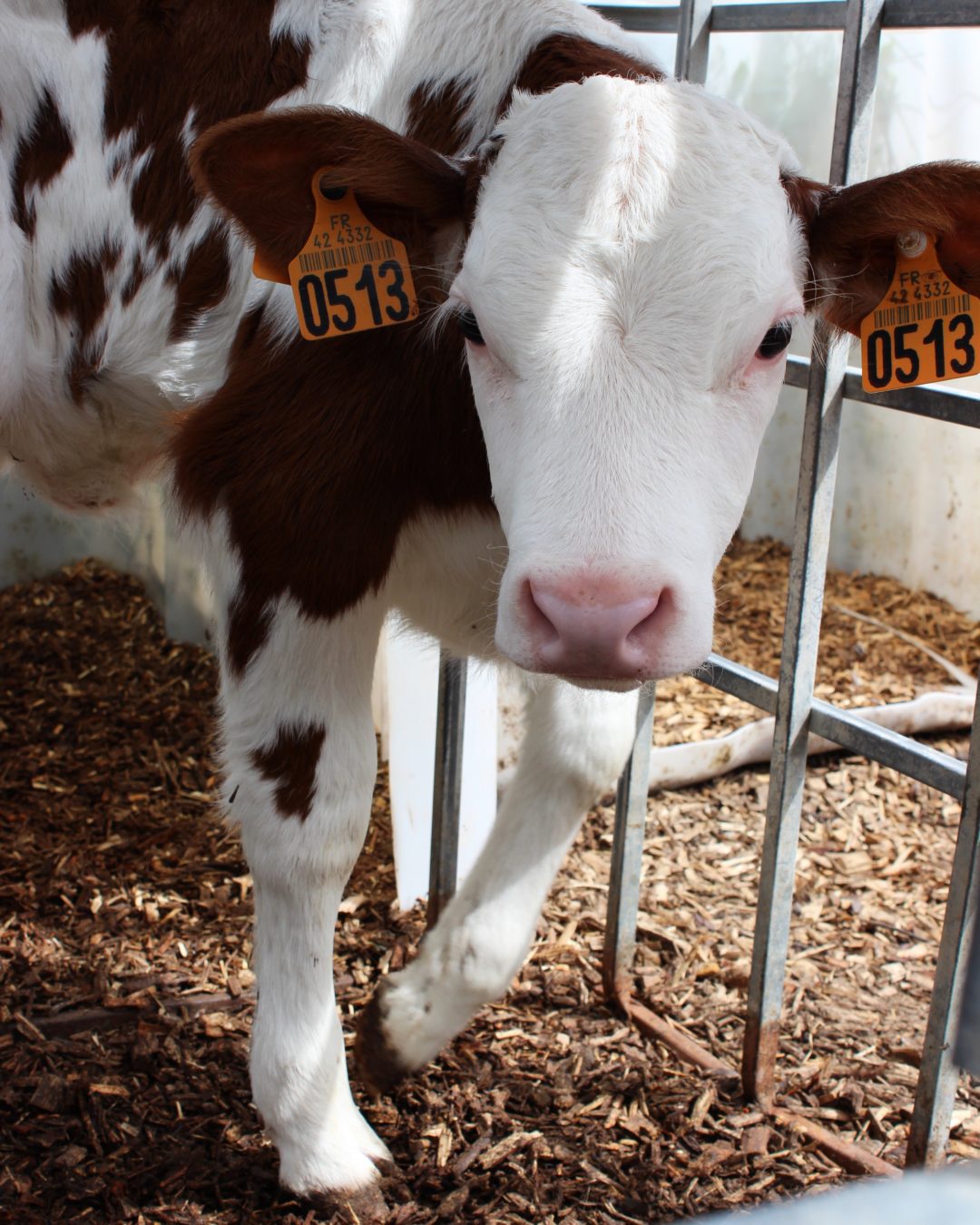 Vache d'un élevage laitier bio