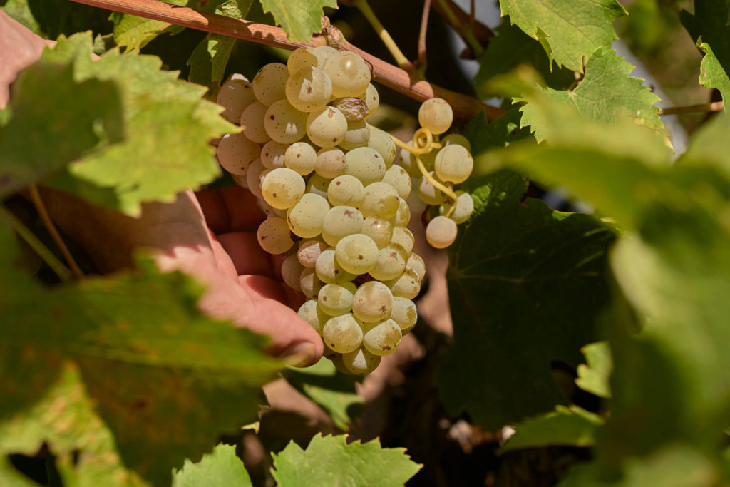 Antoine Pétrus nous parle du travail de la vigne.
