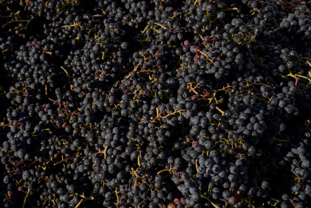 Récolte du raisin pour en faire du vin.