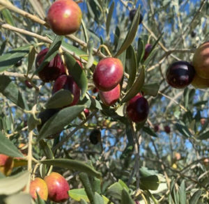 L'arbre préféré d'Alexis Muñoz est l'olivier.