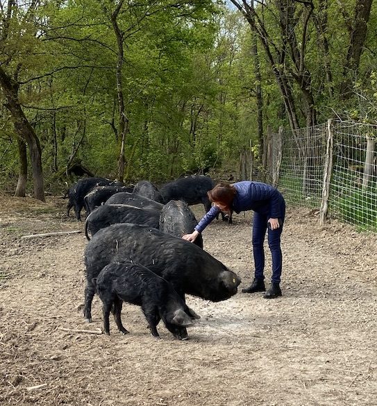 Élevage de porcs noirs au Clos d'Émile.