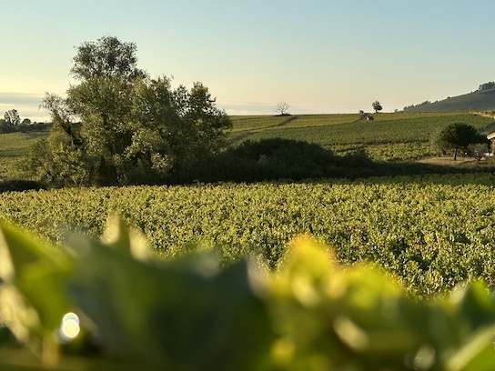 Vignes du Beaujolais.