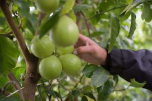 Cueillette des agrumes au domaine Schaller