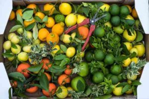 Collection d'agrumes aux couleurs variées.
