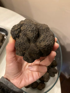 Truffe noire récoltée en Drôme provençale.