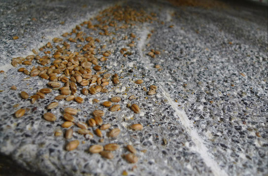 Céréales bio travaillés chez le meunier Moulin Marion.